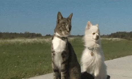 Gato y perro montando patineta juntos: Videos animales (sin audio) descargar gratis
